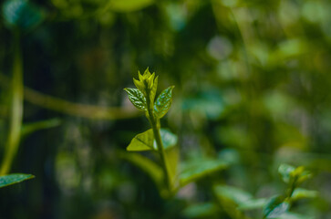 close up of green leaves