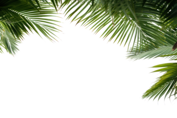 PNG Palm tree frame backgrounds sunlight outdoors.