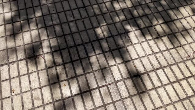 Shadow of a Tree in the City on a Hot Summer Day