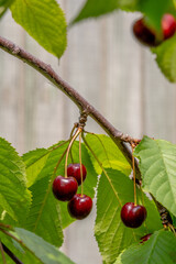 Obraz premium Branch of cherry tree, with juicy cherries dangling, ripening. Organic produce. Close-up.