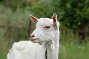 Obraz premium An adorable baby goat grazing fresh grass.Organic goat milks rich nutritions.