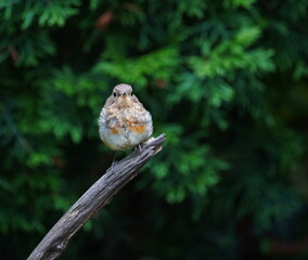 young robin in the garden