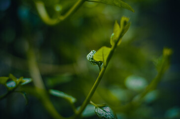 Green Leaves