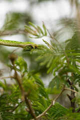 The arm of a Flap-necked Chameleon reaching for the leaves to hold on, Greater Kruger. 