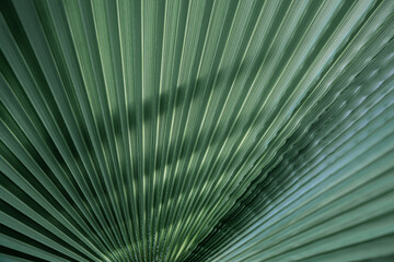 Close up of textural green leaves of palm tree.