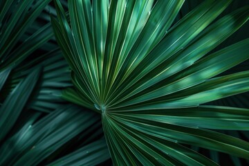 Close-up of a radiant green palm leaf with detailed textures, highlighting its natural beauty and tropical feel.