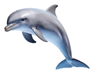Fototapeta premium Dolphin Waving animal mammal fish.