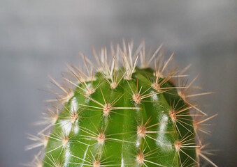 cactus plant scient. class. Cactaceae