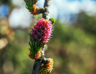Macro  - Forest - Europe, Romania, Suceava region