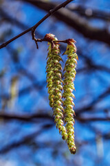 Macro  - Forest - Europe, Romania, Suceava region