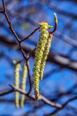 Naklejka premium Macro - Forest - Europe, Romania, Suceava region