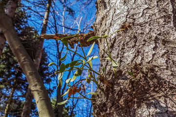 Macro  - Forest - Europe, Romania, Suceava region