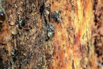 Macro  - Forest - Europe, Romania, Suceava region