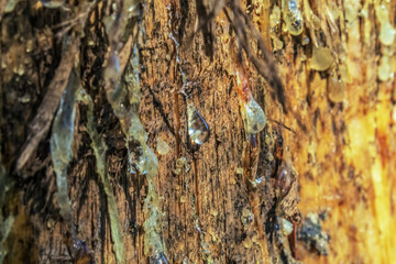 Macro  - Forest - Europe, Romania, Suceava region