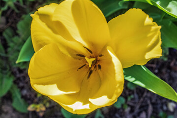 Fototapeta premium Macro - Forest - Europe, Romania, Suceava region