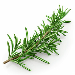 Fototapeta premium Fragrant rosemary sprigs, isolated, on white background