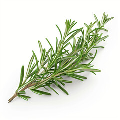 Fototapeta premium Fragrant rosemary sprigs, isolated, on white background
