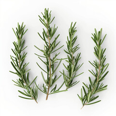 Fototapeta premium Fragrant rosemary sprigs, isolated, on white background