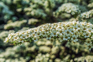 Macro  - Forest - Europe, Romania, Suceava region