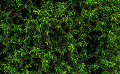 background texture green leaf structure macro photography.