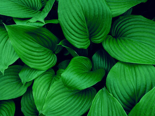 background texture green leaf structure macro photography.