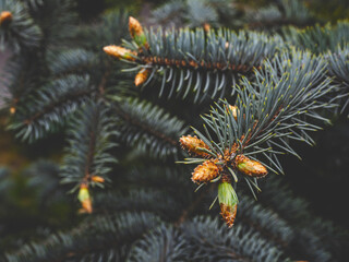 Close-up of pine tree in forest