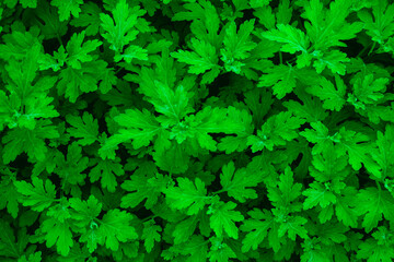 background texture green leaf structure macro photography.