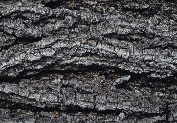 Brown wood texture. Abstract background, empty template