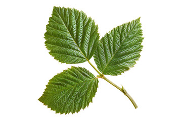 Fototapeta premium Raspberry leaves isolated on transparent background