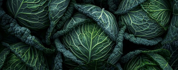 Obraz premium Close-up of fresh green cabbages with textured leaves in a garden