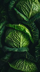 Obraz premium Close-up of fresh green cabbage leaves