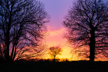 Silhouettes of trees in the field at sunset against a stunning purple red sky in the countryside