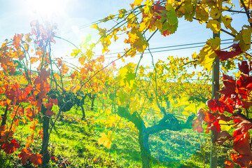 Autumnal harvested vineyard backlit with bright red foliage photographed against blue sky near Avignon