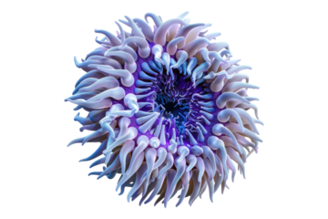 Sea anemone isolated on transparent background