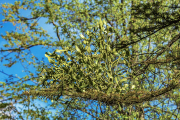 Macro  - Forest - Europe, Romania, Suceava region