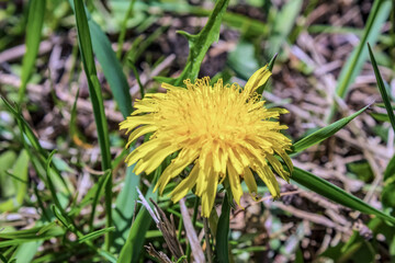 Macro - Forest - Europe, Romania, Suceava region