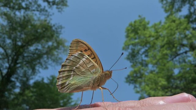 Silver-Washed Fritillary (Argynnis paphia) butterfly drinking perspiration from the photographer's hand. June, Kent, UK. [Slow motion x5]	