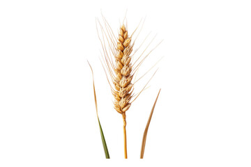 Top view of wheat ear isolated on transparent background