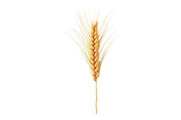 Fototapeta premium Top view of wheat ear isolated on transparent background