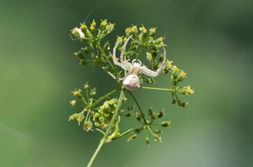 A crab spider on the flower of a garden parsley