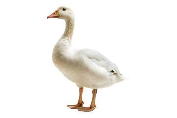 Fototapeta premium White domestic goose isolated on transparent background