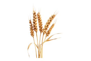 Wheat ear isolated on transparent background