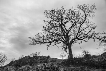 Grota Haiducilor, DN22D 12, Caugagia, Europe, Romania, 2024 year