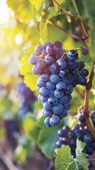 Fototapeta premium Bunch of purple grapes on a vine in sunlight, close-up shot. Agriculture and vineyard concept