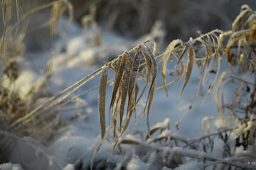 White snow on a bare tree branches on a frosty winter day, close up. Natural background. Selective botanical background.