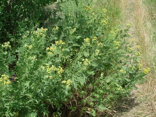 Obraz premium The natural beauty of lush flowering steppe vegetation on both sides of the path under the rays of the scorching June sun.