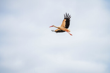 Obraz premium white stork in flight