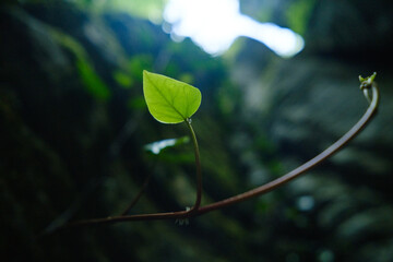 beautiful green lonely leaf on a branch