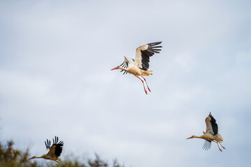 Obraz premium white stork in flight