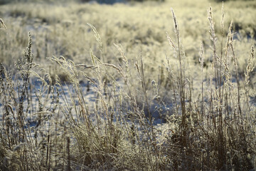 Fototapeta premium White snow on a bare tree branches on a frosty winter day, close up. Natural background. Selective botanical background.